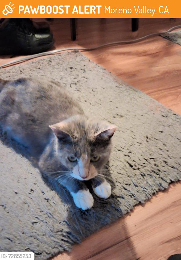 Found/Stray Female Cat last seen Allesandro , Moreno Valley, CA 92555