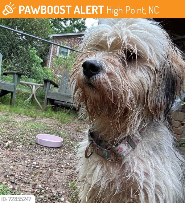Found/Stray Male Dog last seen Macedonia Park, High Point , High Point, NC 27262