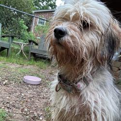 Found/Stray Male Dog last seen Macedonia Park, High Point , High Point, NC 27262