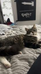 Lost Male Cat last seen around tweddle place, Edmonton, AB T6K 3C5
