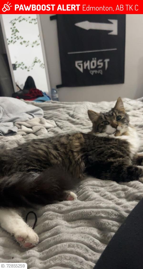 Lost Male Cat last seen around tweddle place, Edmonton, AB T6K 3C5