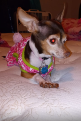 Lost Female Dog last seen Erwin Rd & Steele Creek , Charlotte, NC 28273
