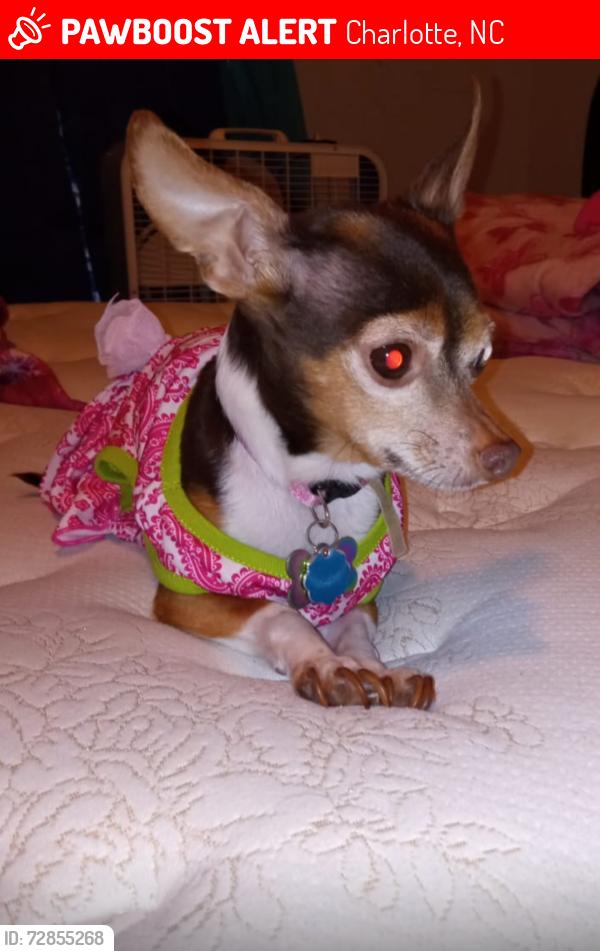 Lost Female Dog last seen Erwin Rd & Steele Creek, Charlotte, NC 28273