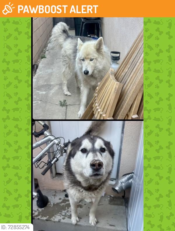 Found/Stray Unknown Dog last seen Regaldo and Dunswell in Hacienda Heights , Hacienda Heights, CA 91745