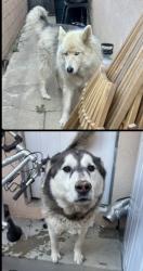 Found/Stray Unknown Dog last seen Regaldo and Dunswell in Hacienda Heights , Hacienda Heights, CA 91745