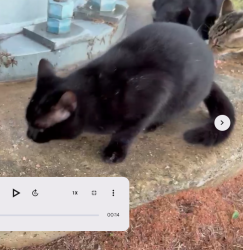 Lost Male Cat last seen main st, Pensacola, FL 32502