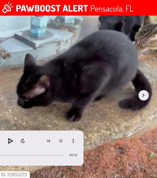 Lost Male Cat last seen main st, Pensacola, FL 32502