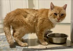 Lost Male Cat last seen Legacy Dr, Fort Worth, TX 76108