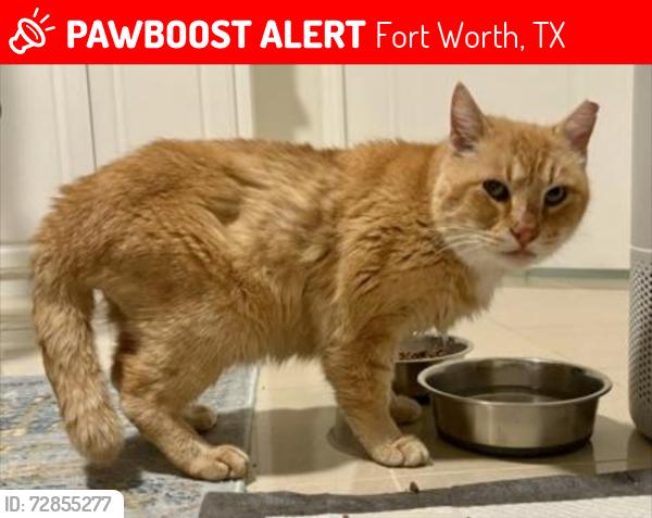 Lost Male Cat last seen Legacy Dr, Fort Worth, TX 76108