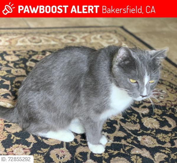 Lost Male Cat last seen Camborne and Crown Crest, Bakersfield, CA 93311