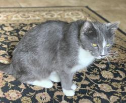 Lost Male Cat last seen Camborne and Crown Crest, Bakersfield, CA 93311