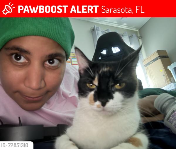 Lost Female Cat last seen Sarasota highway towards Fort Myers , Sarasota, FL 34236
