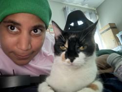 Lost Female Cat last seen Sarasota highway towards Fort Myers , Sarasota, FL 34236