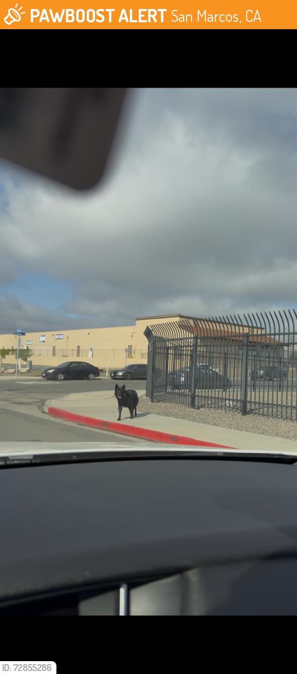 Found/Stray Unknown Dog last seen Virano apmts / O’Riley Auto - dog was seen crossing street into businesses behind O’Riley Auto , San Marcos, CA 92078