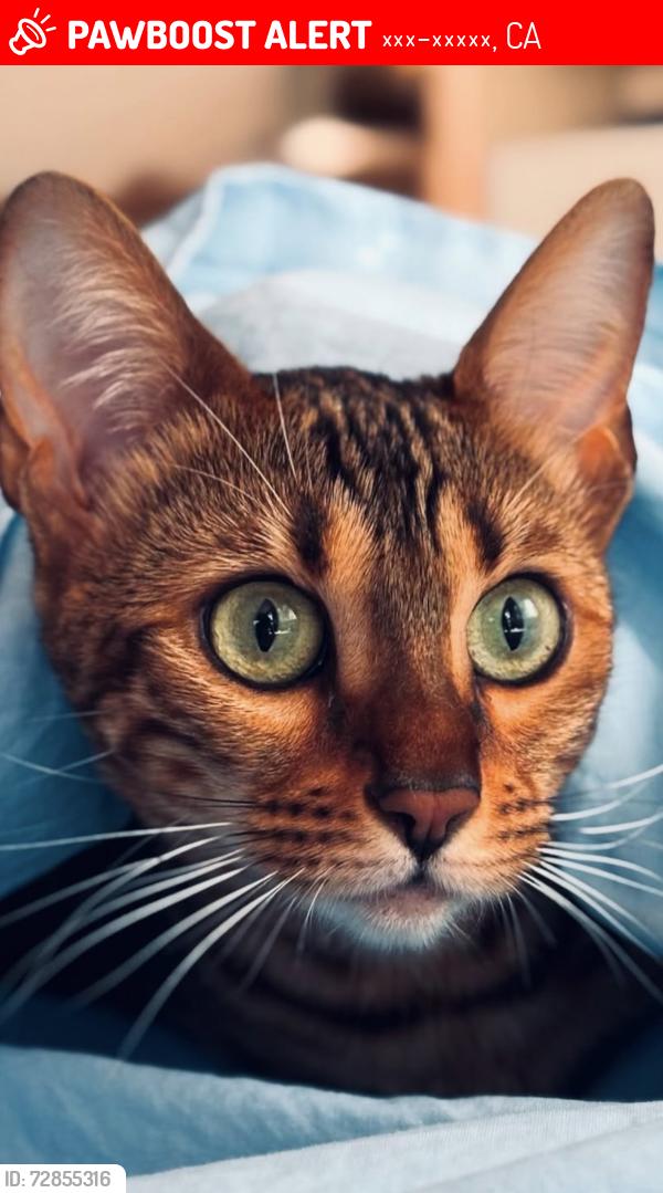Lost Female Cat last seen Near Via Asti , 92129 San Diego , Сан-Диего, CA 92129