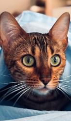 Lost Female Cat last seen Near Via Asti , 92129 San Diego , Сан-Диего, CA 92129