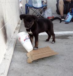 Lost Female Dog last seen Walmart on N Chester, Bakersfield, CA 93308