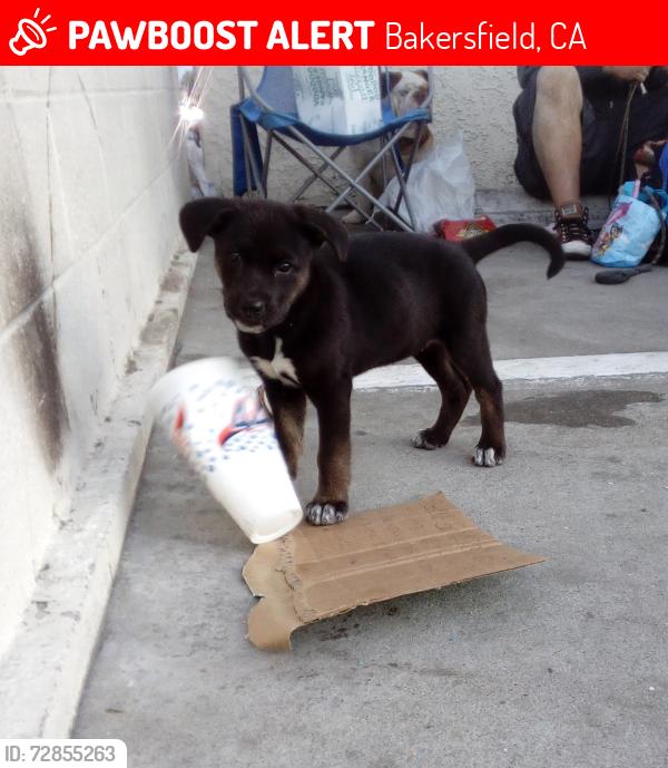 Lost Female Dog last seen Walmart on N Chester, Bakersfield, CA 93308
