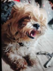 Lost Male Dog last seen Columbia rd and Louisville rd, Grovetown, GA 30813
