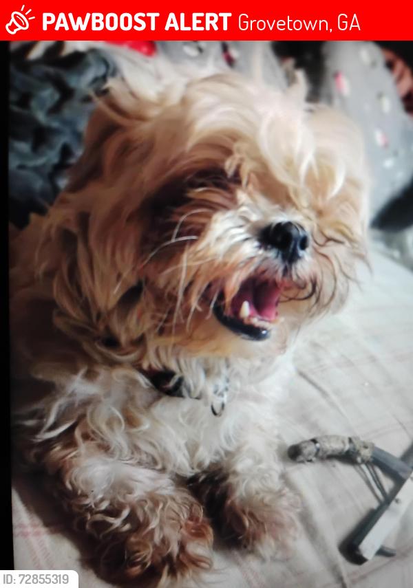 Lost Male Dog last seen Columbia rd and Louisville rd, Grovetown, GA 30813