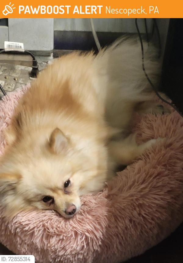 Found/Stray Female Dog last seen Agway, Nescopeck PA, Nescopeck, PA 18635