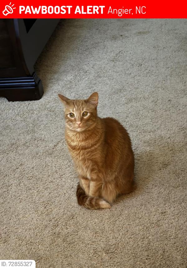 Lost Male Cat last seen N hickory st Angier, Angier, NC 27501