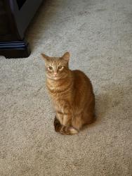 Lost Male Cat last seen N hickory st Angier, Angier, NC 27501