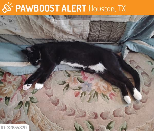 Found/Stray Male Cat last seen Westheimer rd , Houston, TX 77077
