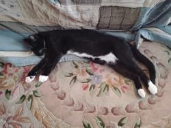 Found/Stray Male Cat last seen Westheimer rd , Houston, TX 77077