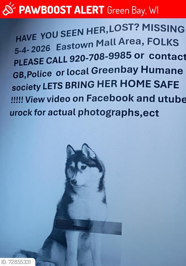 Lost Female Dog last seen Main and East mason, Green Bay, WI 54302