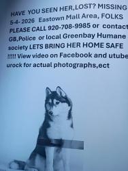 Lost Female Dog last seen Main and East mason, Green Bay, WI 54302