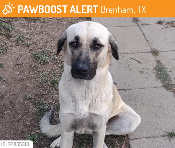 Found/Stray Female Dog last seen Close to Salem Lutheran Church , Brenham, TX 77833
