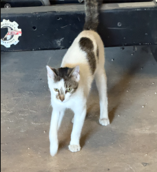 Found/Stray Male Cat last seen LAKE AIR AND FORT, Waco, TX 76710