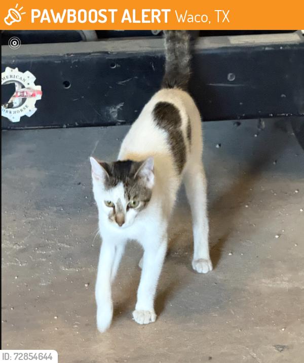 Found/Stray Male Cat last seen LAKE AIR AND FORT, Waco, TX 76710