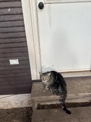 Found/Stray Unknown Cat last seen 29th & blackwelder, Oklahoma City, OK 73106