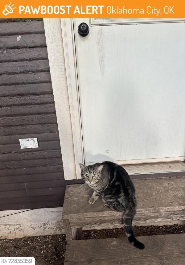 Found/Stray Unknown Cat last seen 29th & blackwelder, Oklahoma City, OK 73106