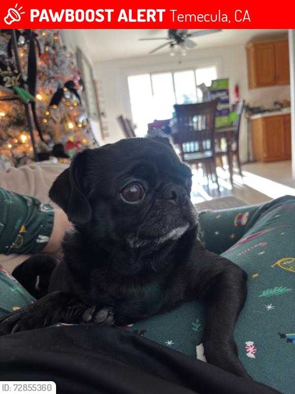 Lost Female Dog last seen Vino Anza , Temecula, CA 92591