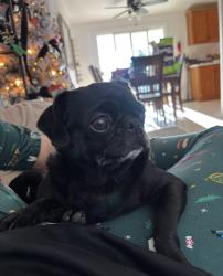 Lost Female Dog last seen Vino Anza , Temecula, CA 92591