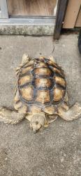 Lost Male Reptile last seen La riviera 77015 , Houston, TX 77015