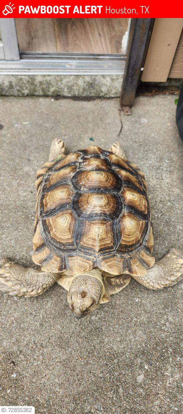 Lost Male Reptile last seen La riviera 77015 , Houston, TX 77015