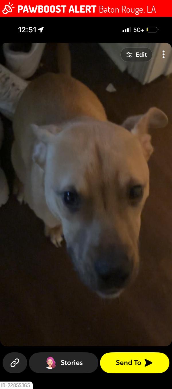 Lost Male Dog last seen mariner dr, Baton Rouge, LA 70810
