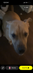 Lost Male Dog last seen mariner dr, Baton Rouge, LA 70810