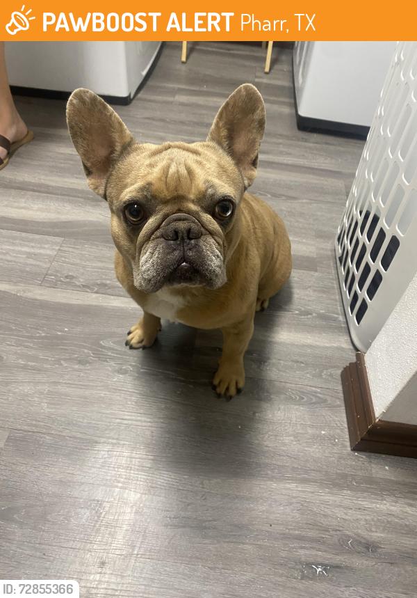 Found/Stray Unknown Dog last seen cage blvd, Pharr, TX 78577