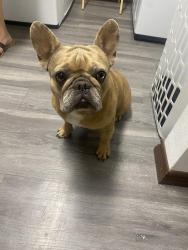 Found/Stray Unknown Dog last seen cage blvd, Pharr, TX 78577