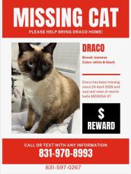 Lost Male Cat last seen Monte Bella park, Salinas, CA 93905
