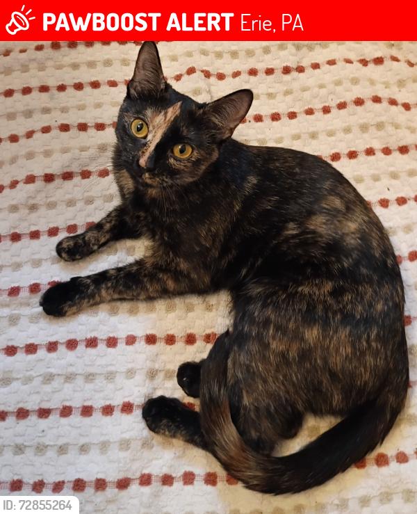 Lost Female Cat last seen Downing Avenue 16510, Erie, PA 16510