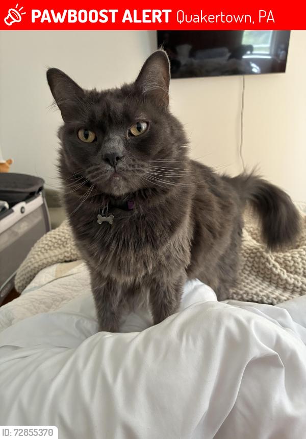Lost Female Cat last seen Cherry rd, Quakertown, PA 18951