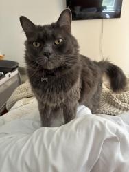 Lost Female Cat last seen Cherry rd, Quakertown, PA 18951