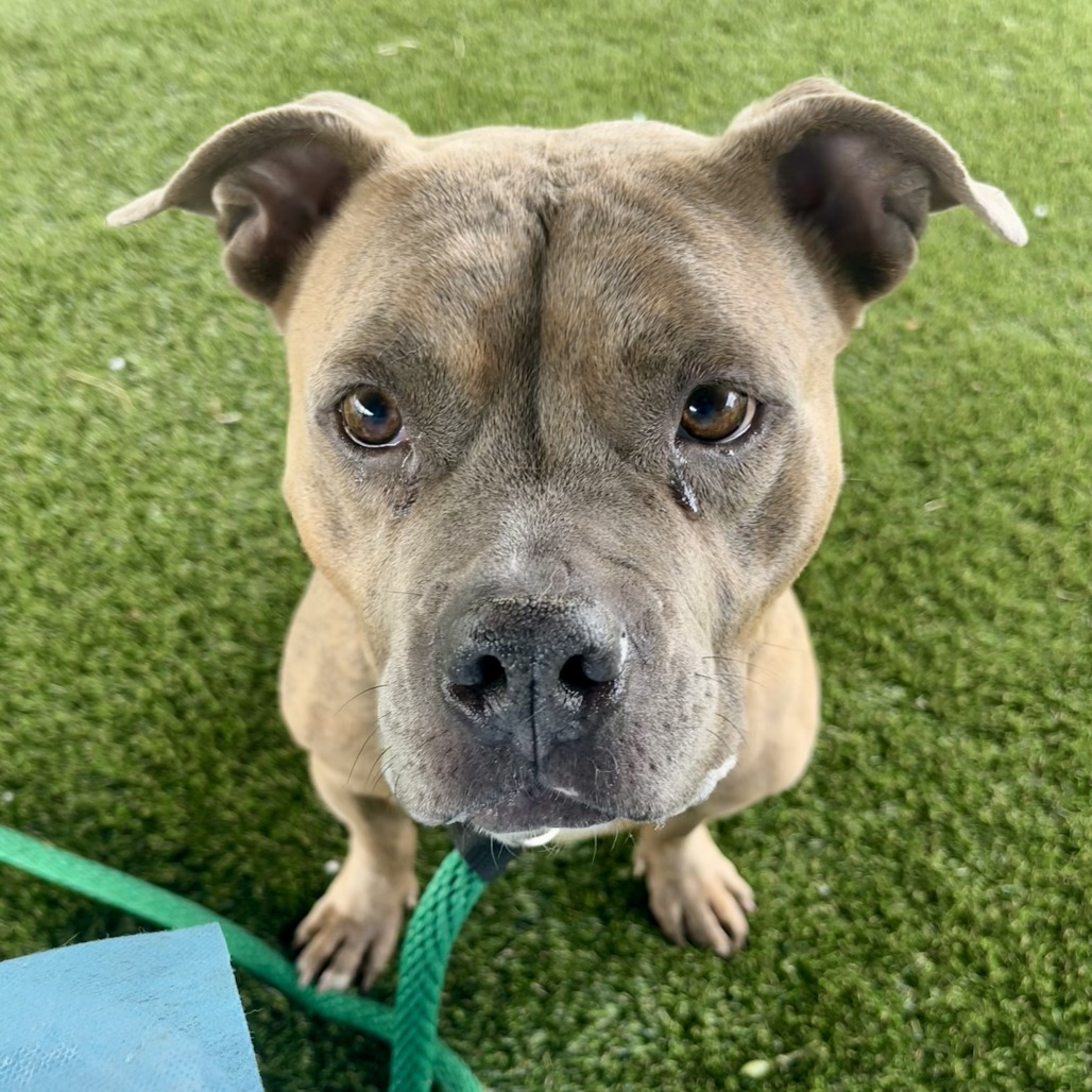 Shelter Stray Female Dog last seen , Philadelphia, PA 19140