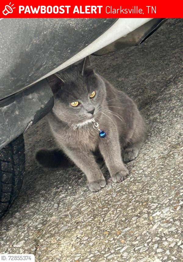 Lost Male Cat last seen The Greenway , Clarksville, TN 37042